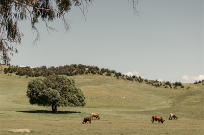 Paso Robles, Seven