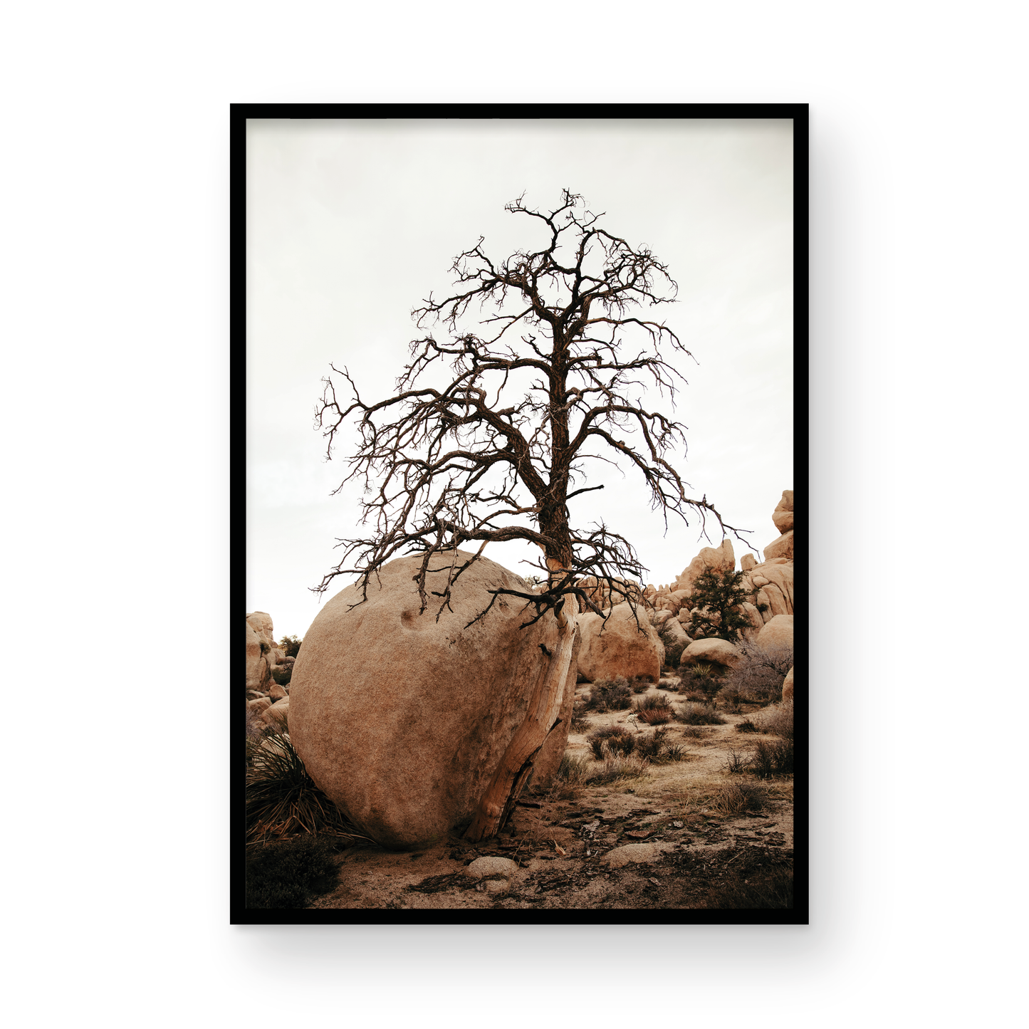 Joshua Tree, Four