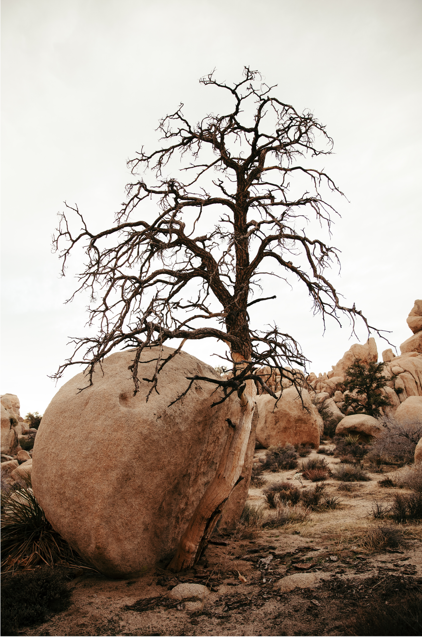 Joshua Tree, Four