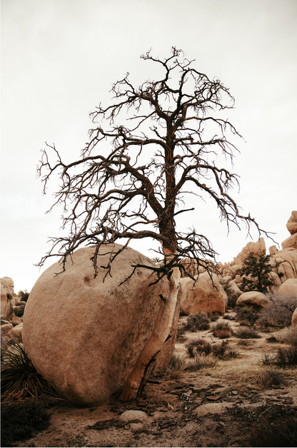 Joshua Tree, Four