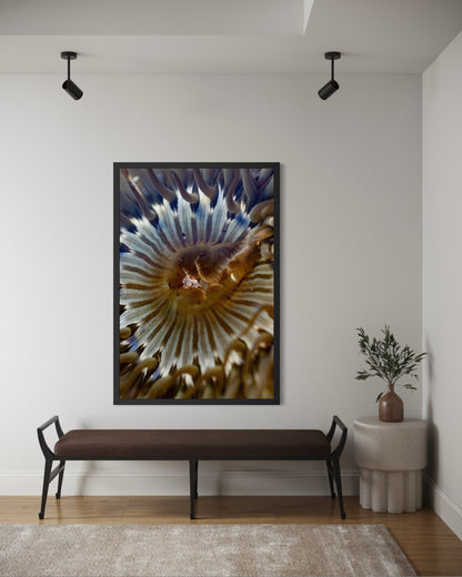 Anemone, Twenty-One