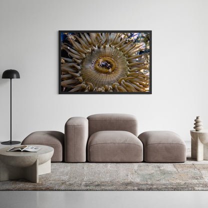 Anemone, Twenty