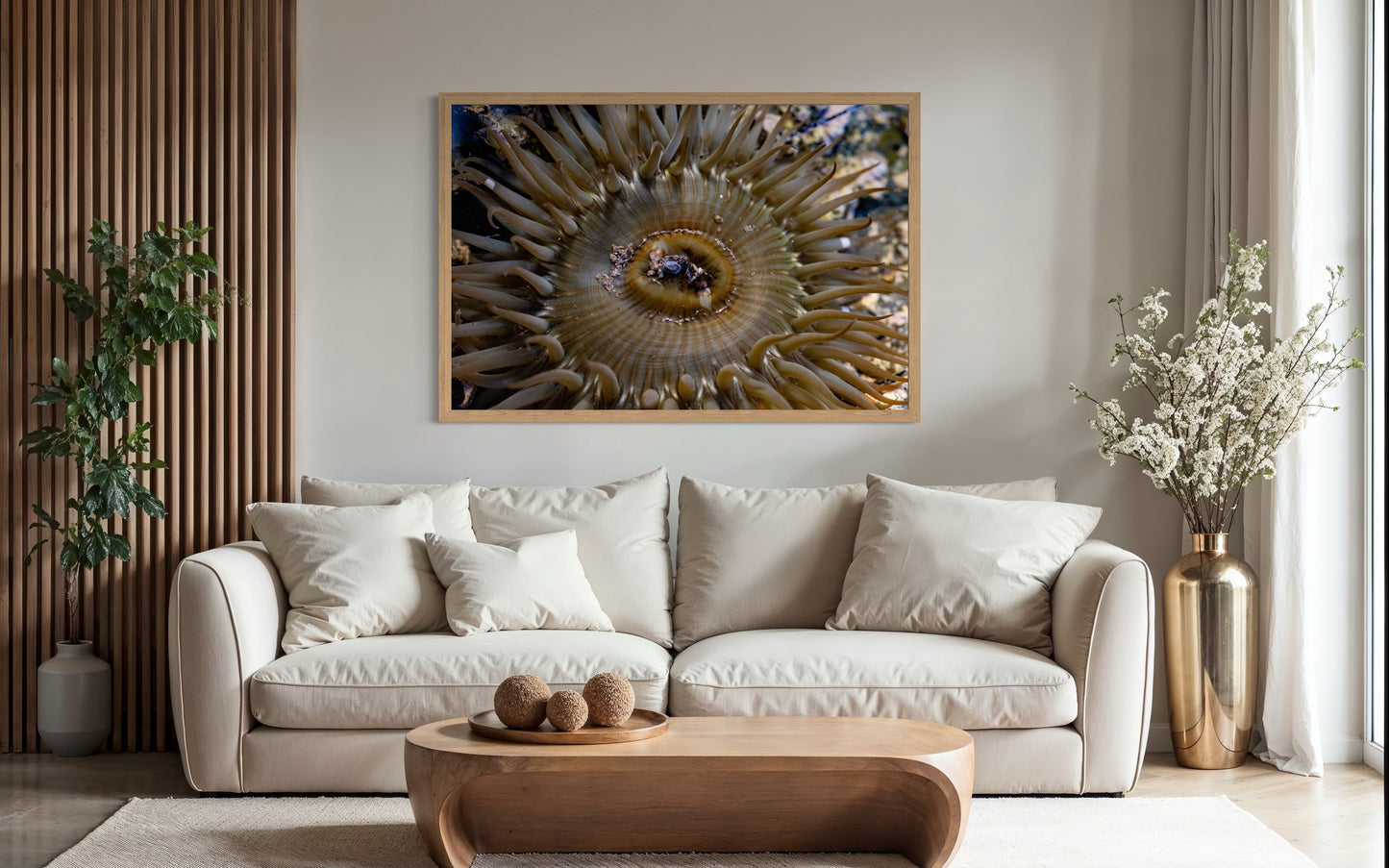 Anemone, Twenty