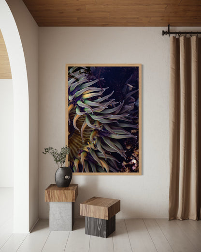 Anemone, Six