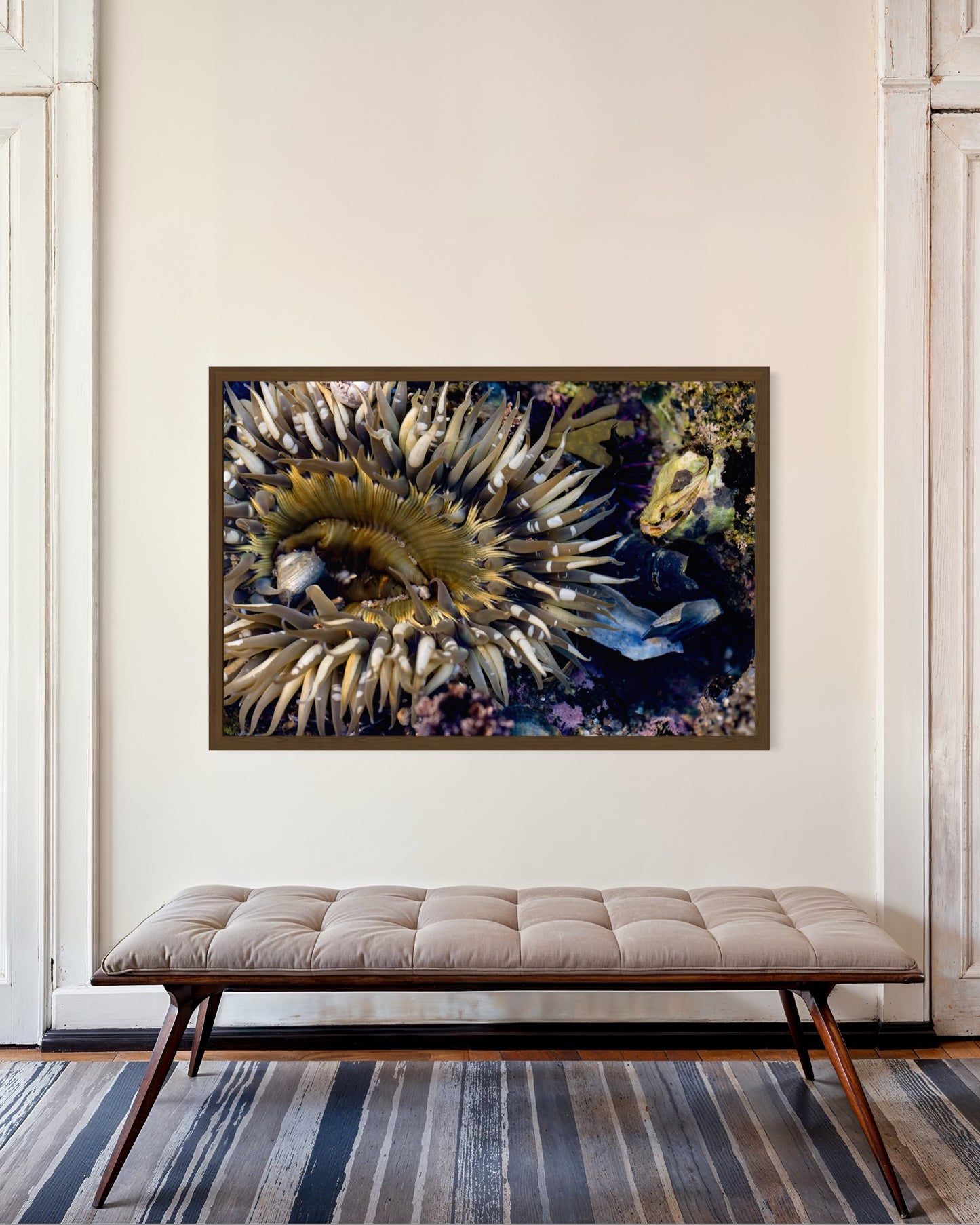Anemone, Seven