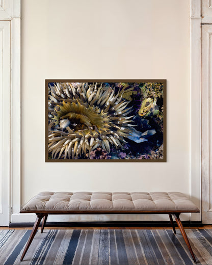 Anemone, Seven