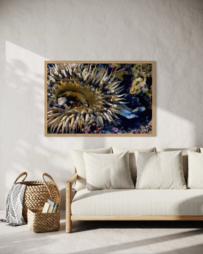 Anemone, Seven