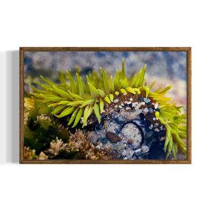 Anemone, Two