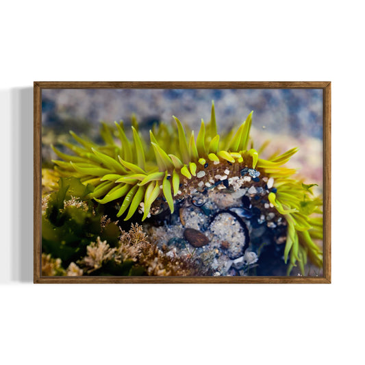Anemone, Two