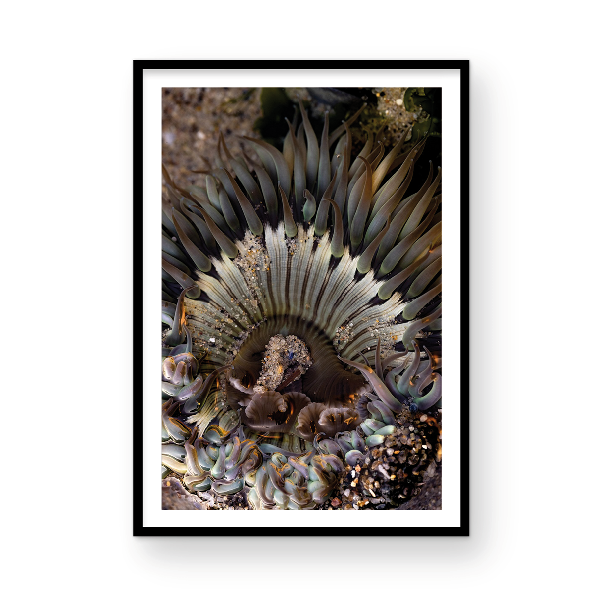 Anemone, Three | Fine Art by Sharon Williams – By Sharon Williams