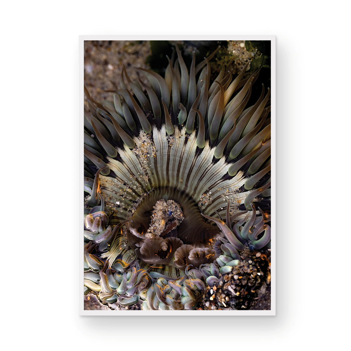 Anemone, Three | Fine Art by Sharon Williams – By Sharon Williams