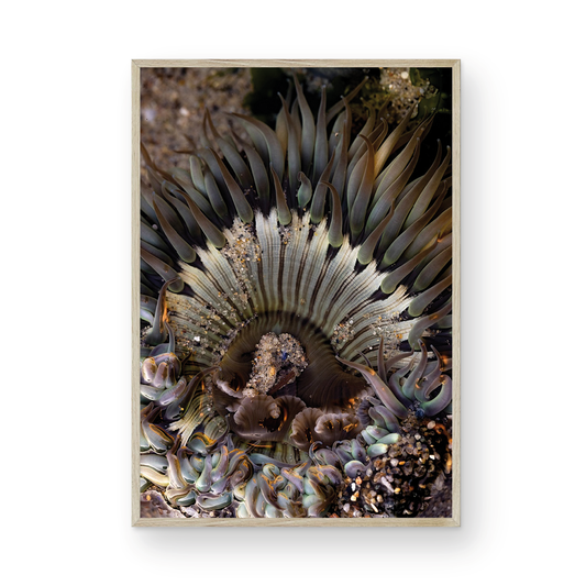 Anemone, Three