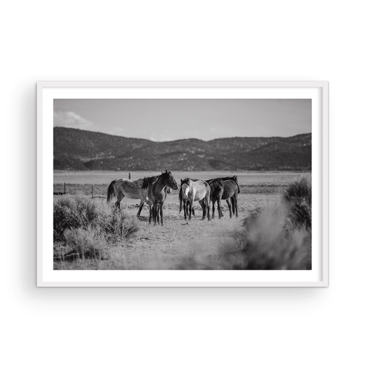 Wild Horses, Two: Monochrome