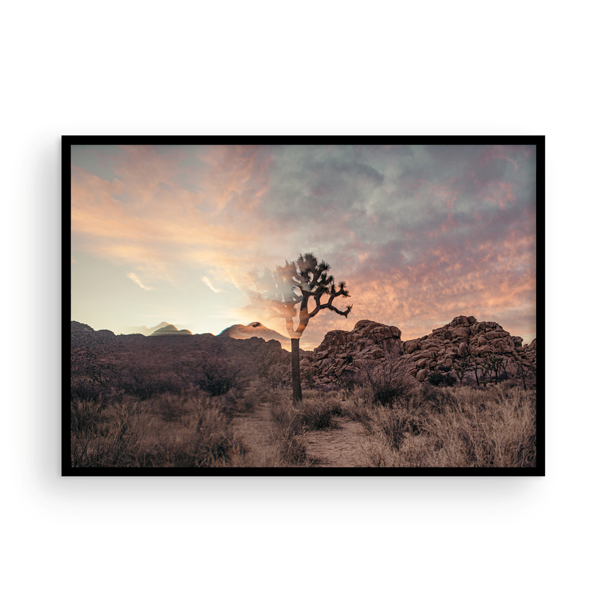 Joshua Tree, One